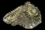 1.8" Pyritized (Pleuroceras) Ammonite Fossil Cluster - Germany - #131130-1